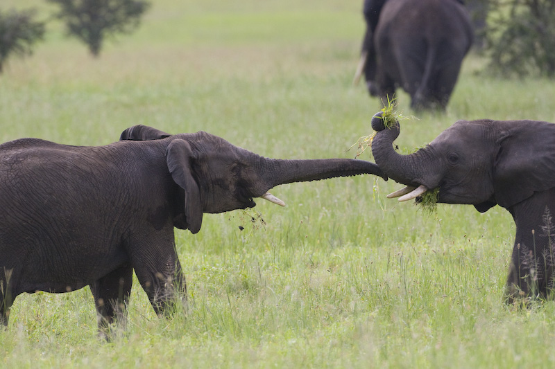 Juvenile African Elephants Playing